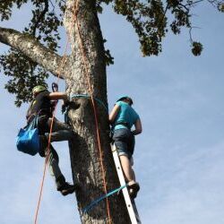 Monkey - Baumkletterstation Baumkletterstation