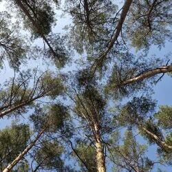 Wald und Wiese